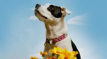 Six Pet Market Trends to Watch in 2025
