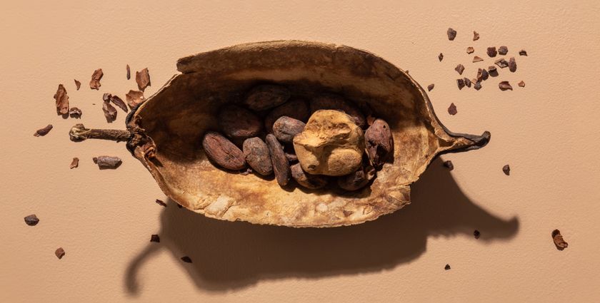 Is Cocoa Past Its Sell-By Date?