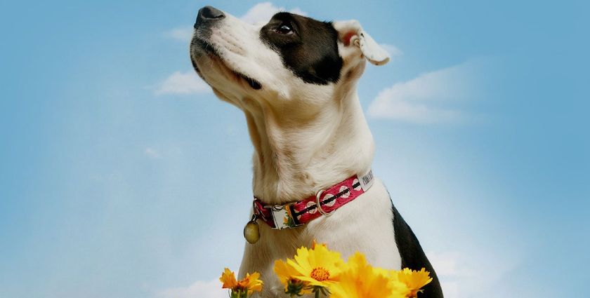 Six Pet Market Trends to Watch in 2025