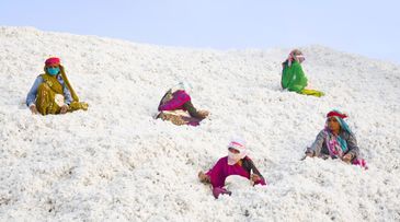 Future-proofing India’s organic cotton farmers